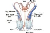 [Cảnh báo] Tác hại viêm tinh hoàn – nam giới không nên bỏ qua