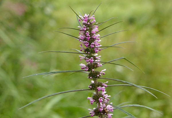 Phương pháp điều trị rối loạn kinh nguyệt